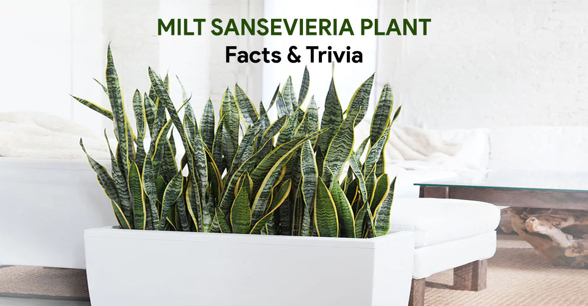 Mother in Law's Tongue (MILT) Sansevieria Plant- Facts & Trivia