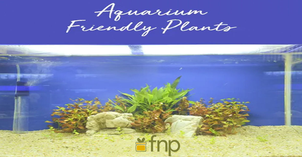 Which plants are best suited for an Aquarium?