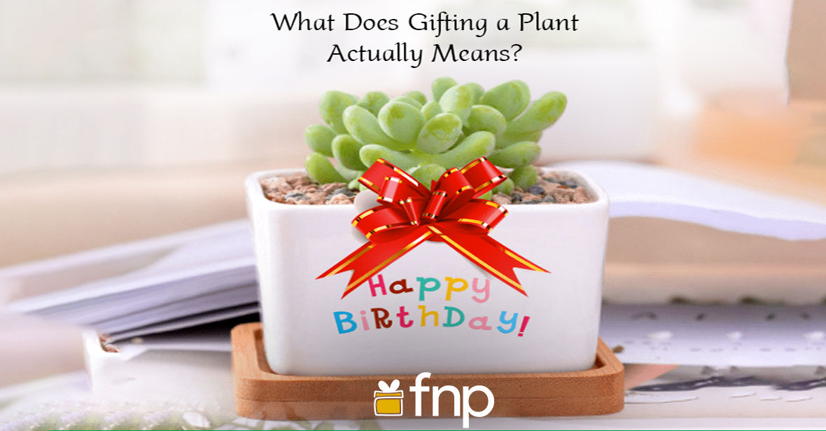 What Does Gifting a Plant Actually Means?