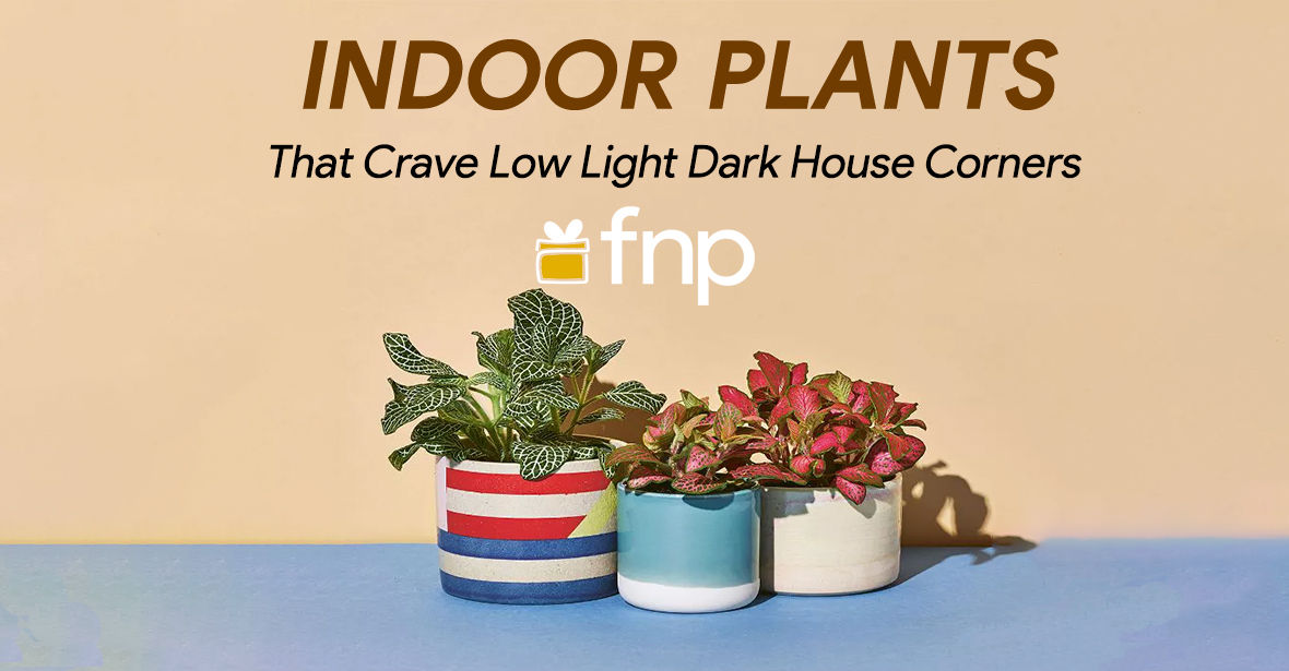 Indoor Plants That Crave Low Light & Dark House Corners