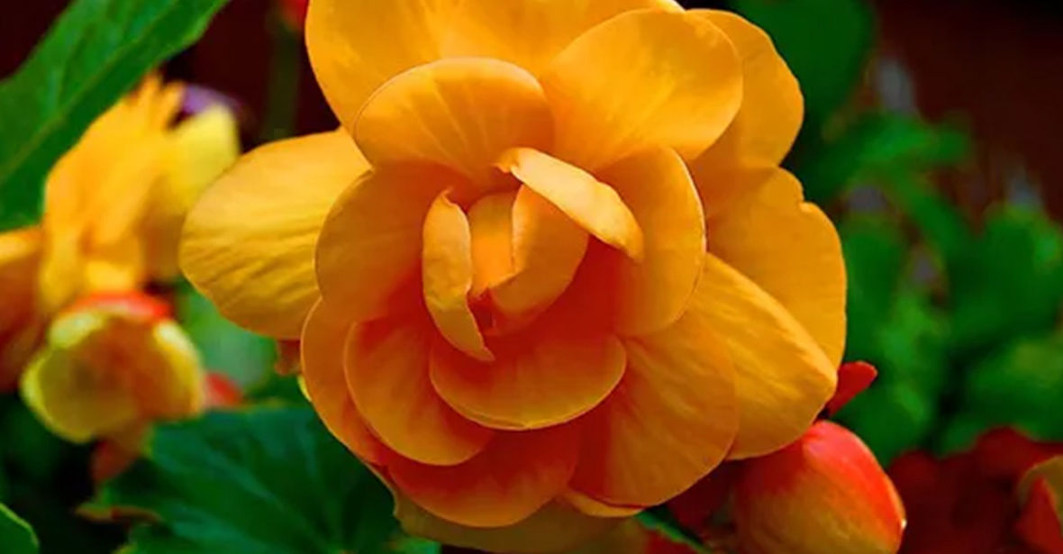 Begonia Plants