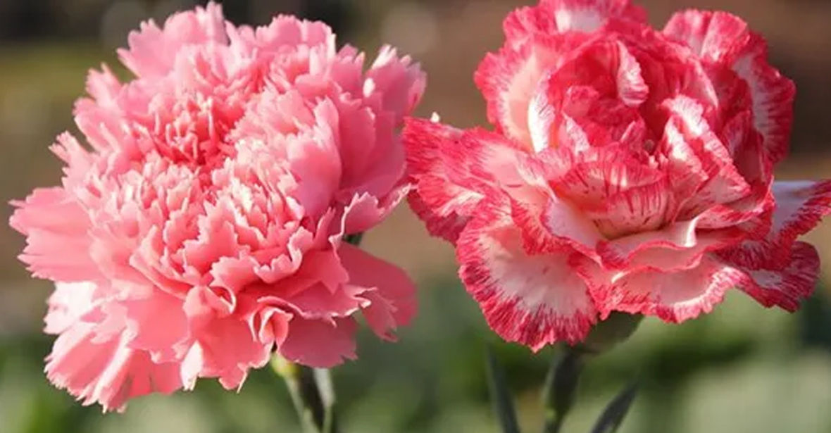 Carnations Plants
