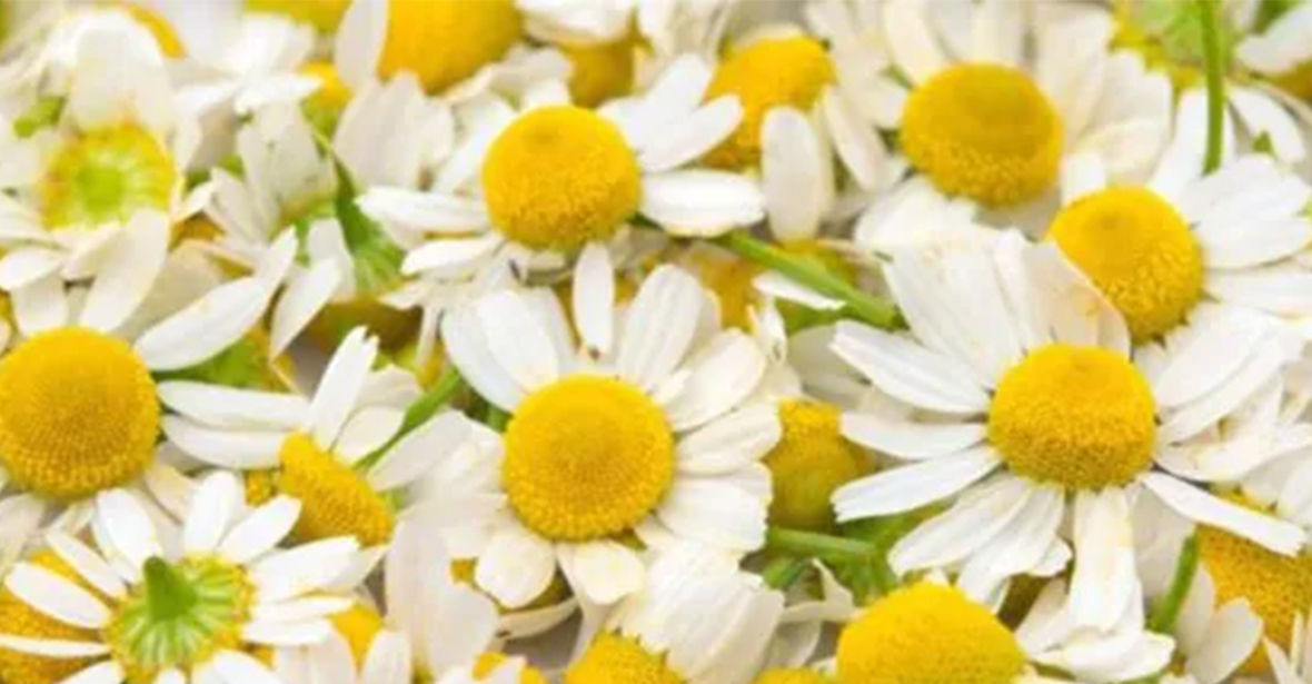 Chamomile Plants