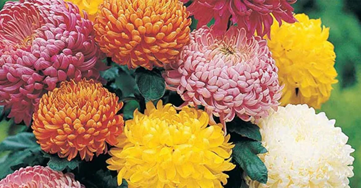 Chrysanthemums Plants