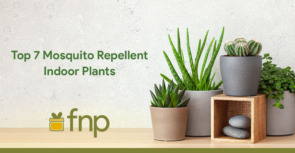 Top 7 Mosquito Repellent Indoor Plants