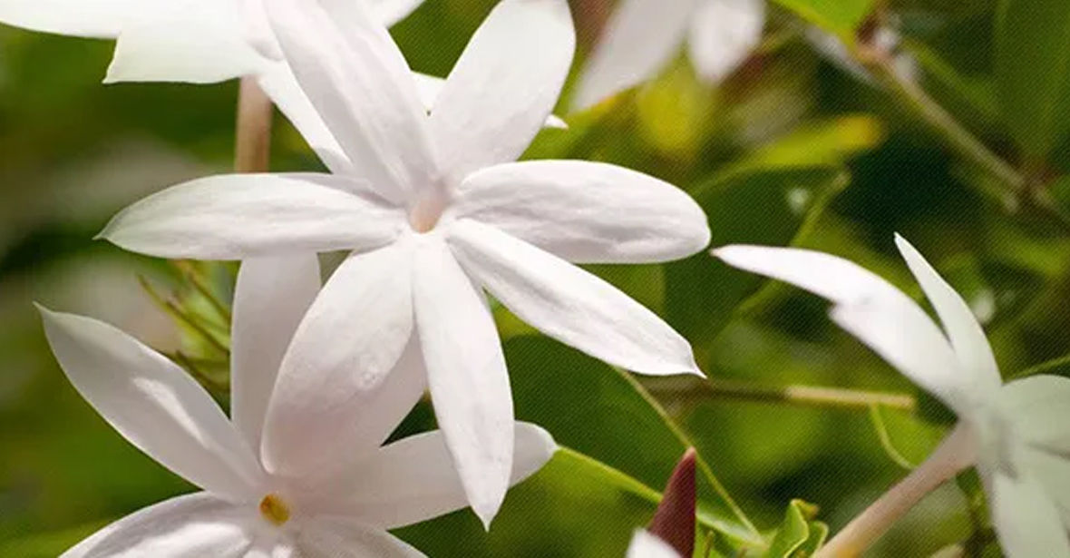 jasmine Plants
