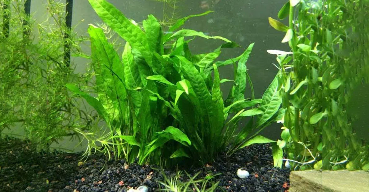 Which plants are best suited for an Aquarium?