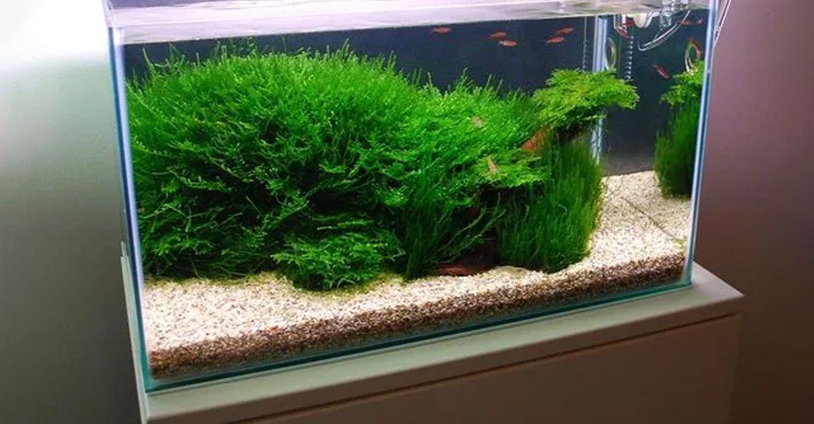 Which plants are best suited for an Aquarium?