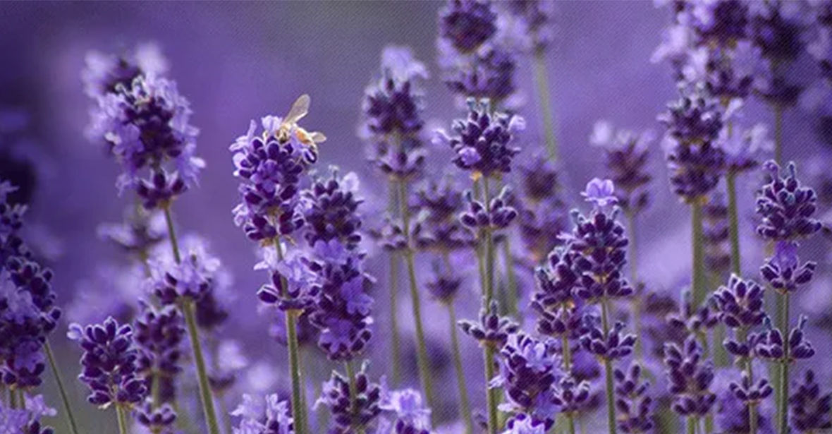 Lavender Plants