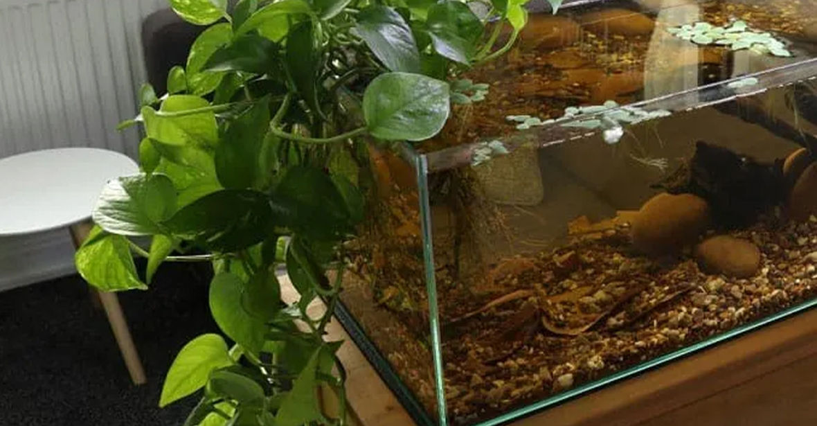 Which plants are best suited for an Aquarium?