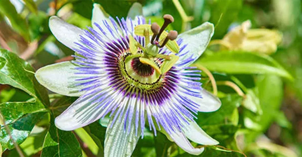 Passionflower