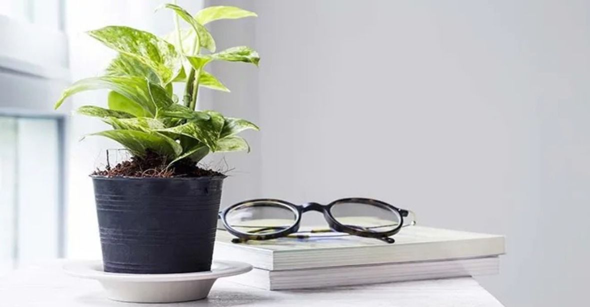 vastu plants tips