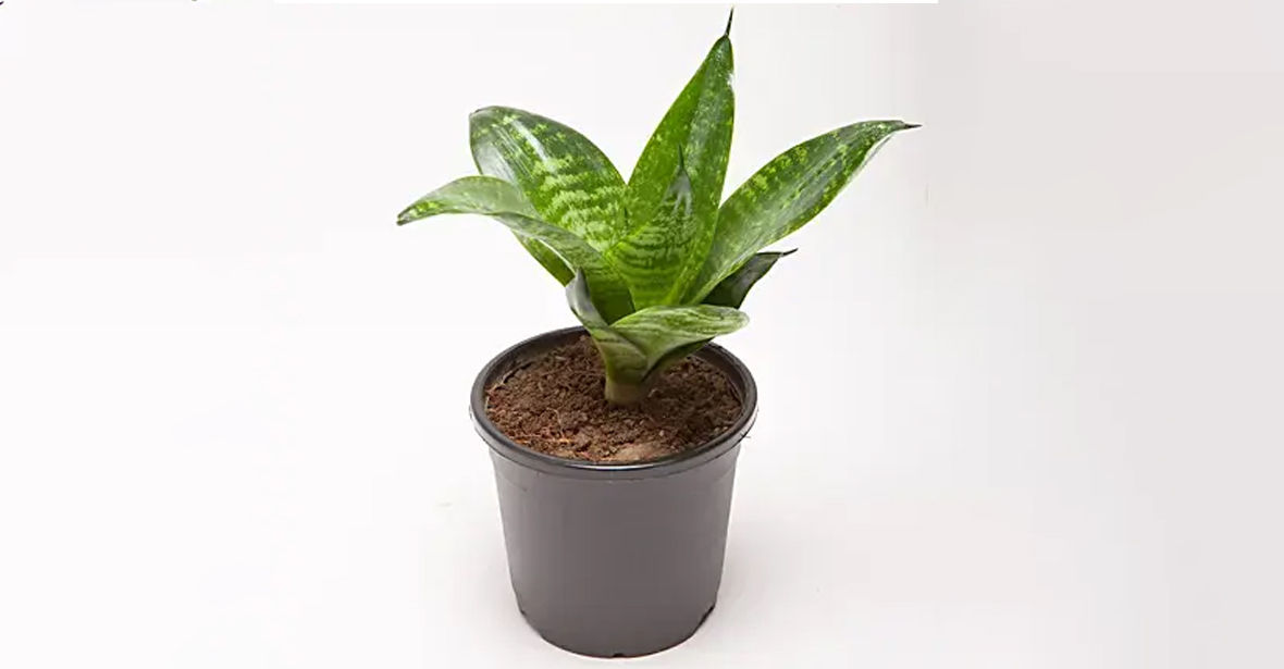 Snake Plant Online