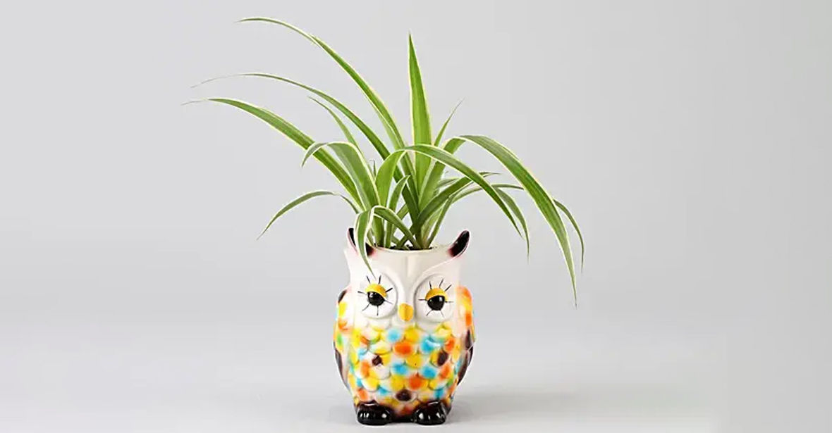 Spider Plant Online