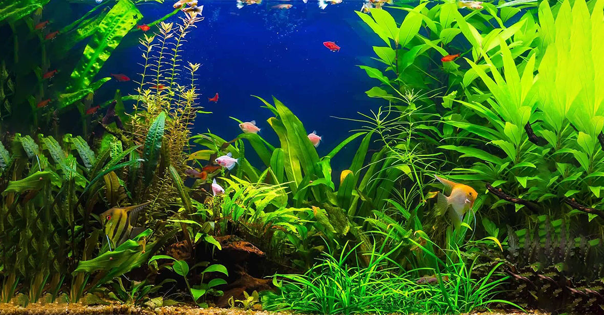 Which plants are best suited for an Aquarium?