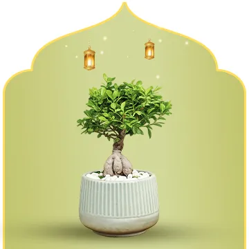 كل النباتات 