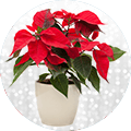 Poinsettia Plants