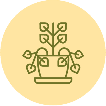 Money Plant