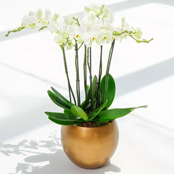 Office/ Desktop Plants for Corporate Gifting
