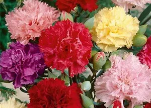 Carnation Flower