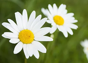 Daisy Flower