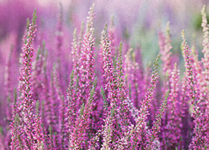 Heather Flower