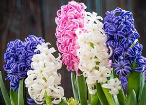 Hyacinth Flower