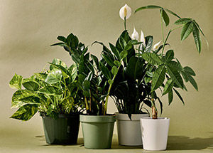 Best Indoor Plants to Keep for Good Health