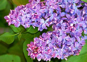 Lilac Flower