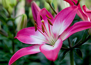 Lily Flower