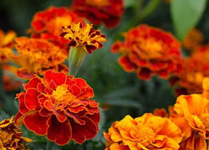 Marigold Flower