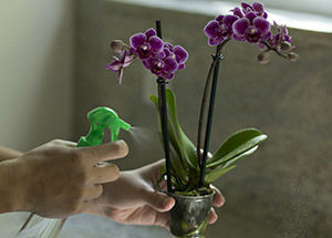 How to do care of Orchid flowers?