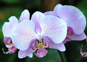 Orchid Flower