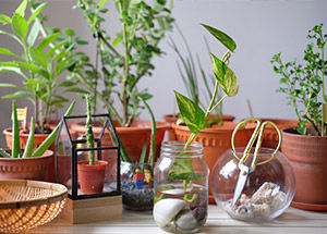 7 Best Household Plants According To Vastu