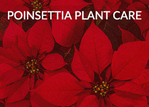 How to take care of a Poinsettia?