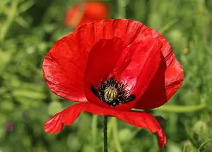 Poppy Flower