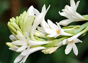 Rajnigandha Flower