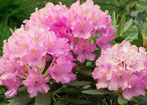 Rhododendron Flower