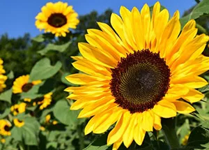 Sunflowers