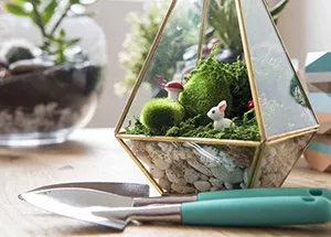 How to take care of Terrarium Plants?