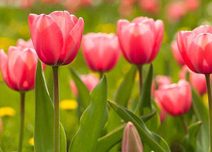 Tulips Flower