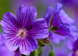 Carnation Flower