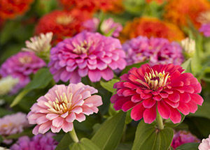 Zinnia Flower