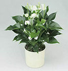 Get Indoor Plants Online