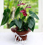 Order Outdoor Plants Online