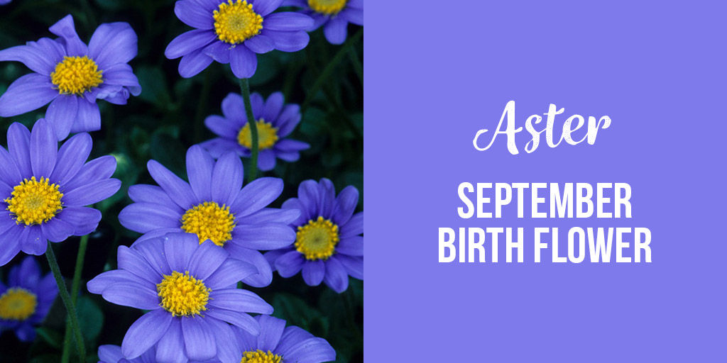 Aster September