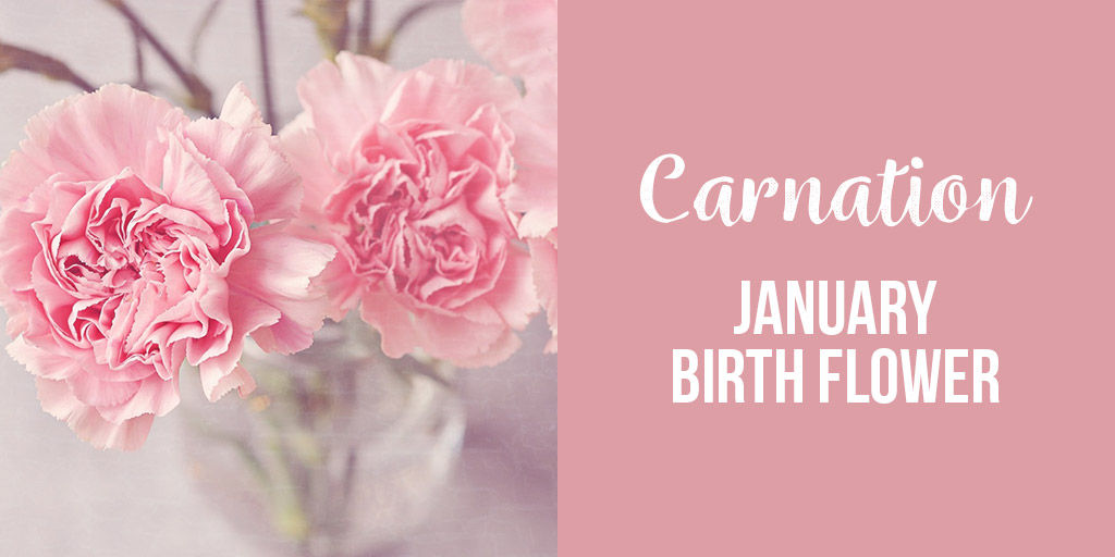 carnation january