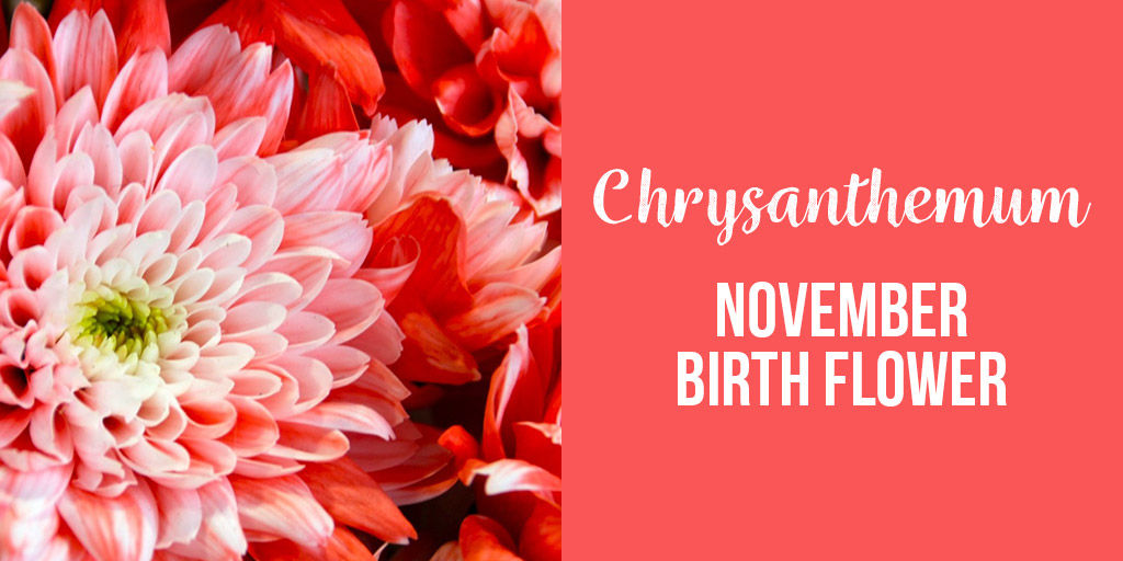 Chrysanthemum November