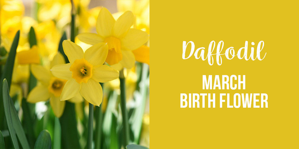 Daffodil March