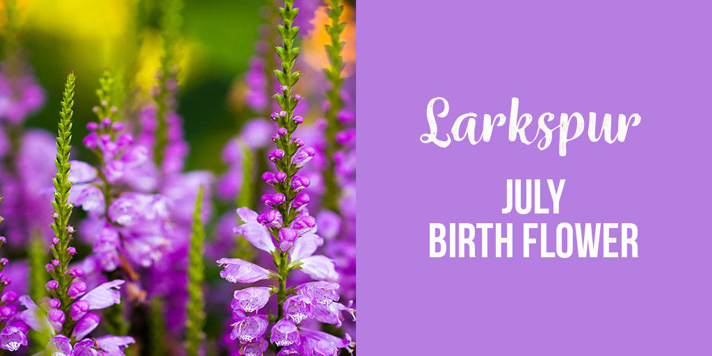 Larkspur July